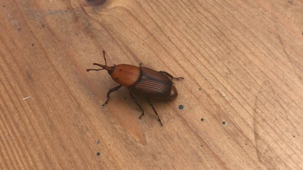 Deze rare snuiter duikt steeds vaker op (foto: Nicolle Verhoef)