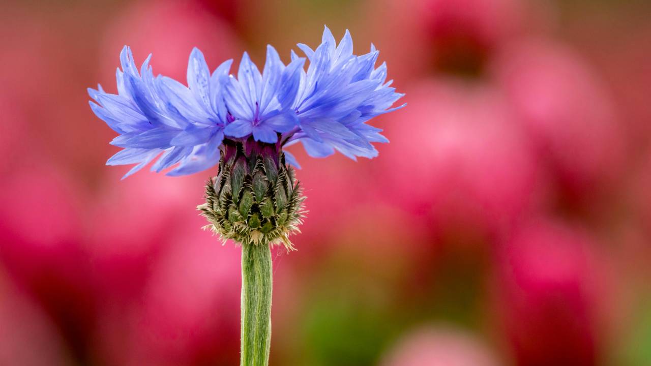 Korenbloem of margriet? (Foto: Pexels / Petr Ganaj)