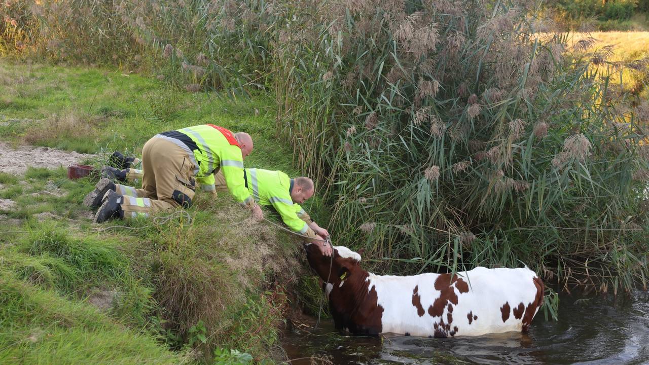 De brandweer probeert de koe uit het water te trekken (foto: Sander van Gils/SQ Vision).