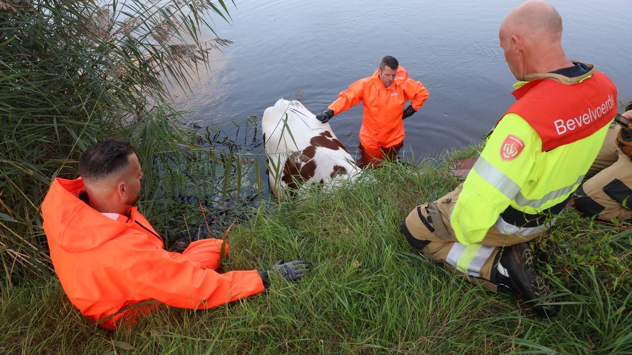 De voorpoten van de koe zitten vast (foto: Sander van Gils/SQ Vision).