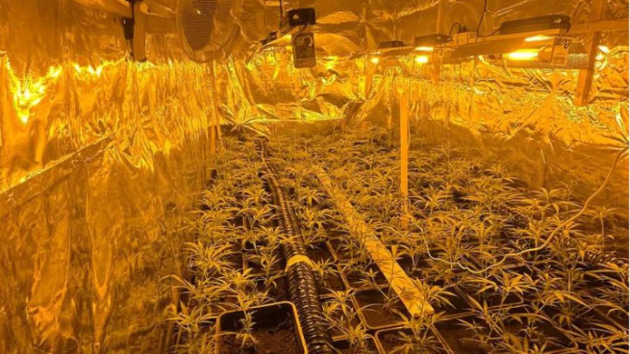 Drie ruimtes in het huurhuis stonden vol wietplanten (foto: politie).