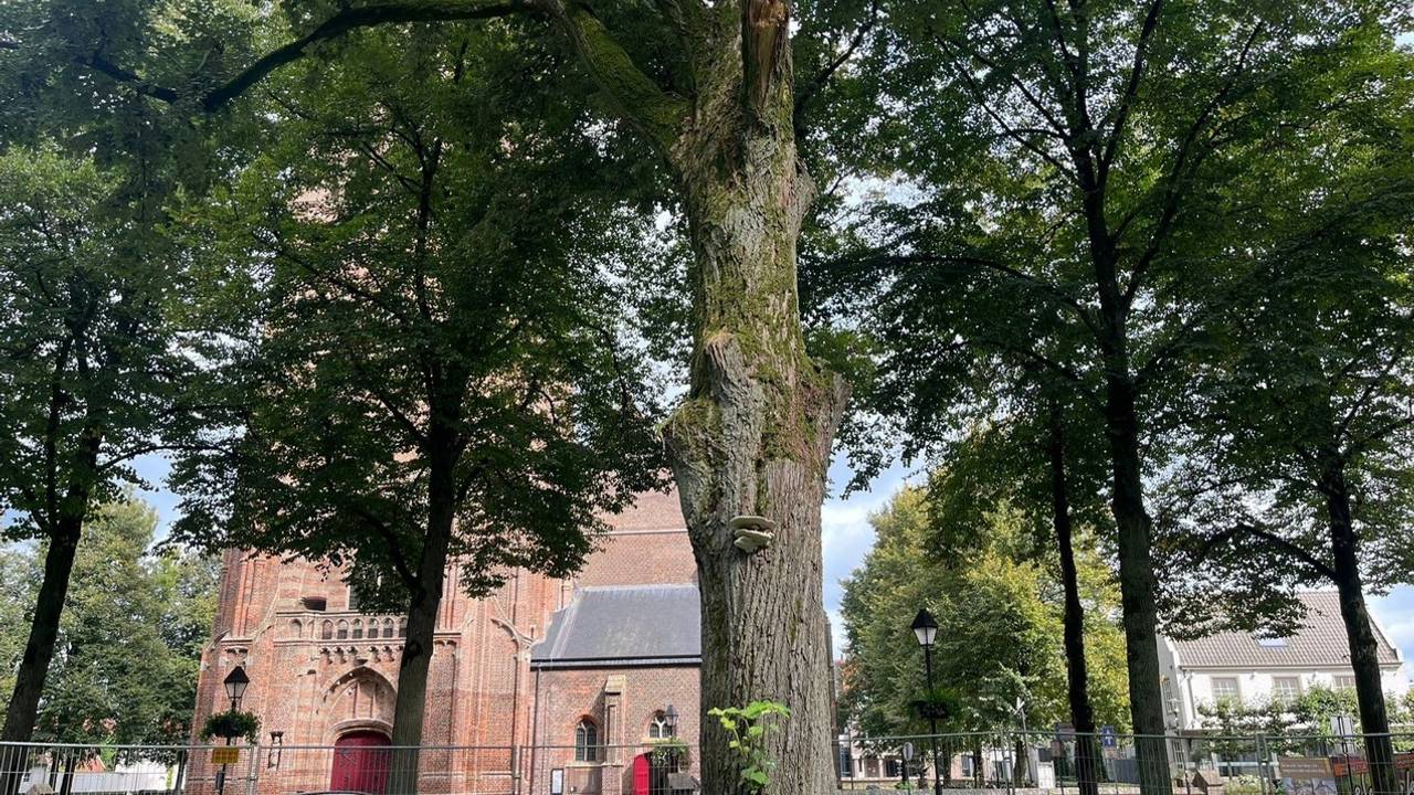 De Wilhelminalinde aan het Vrijthof (foto: Gemeente Hilvarenbeek).