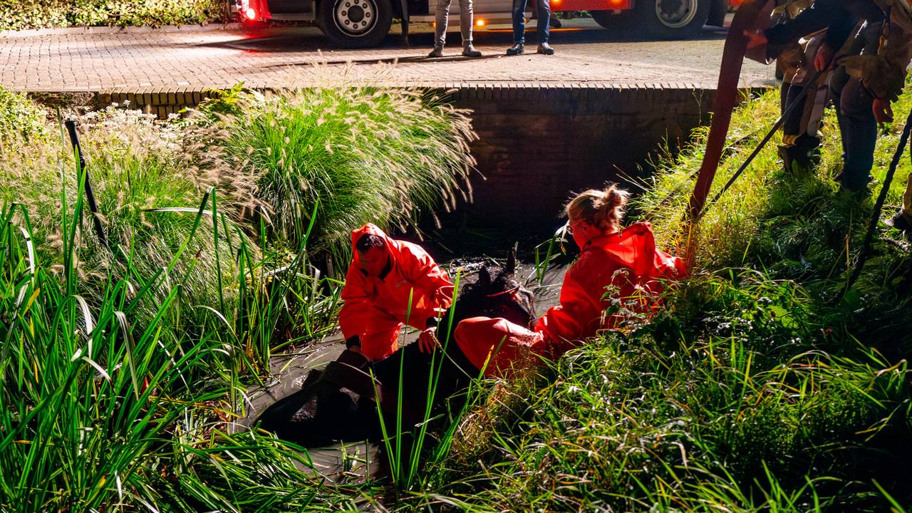 Foto: Jurgen Versteeg/SQ Vision