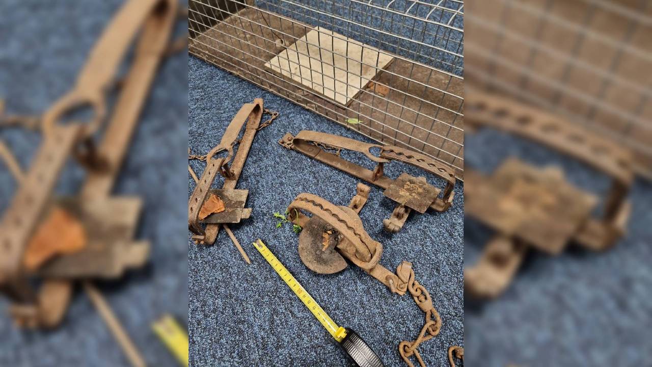 De klemmen en de vangkooi (foto: Dierenpolitie_OostBrabant)