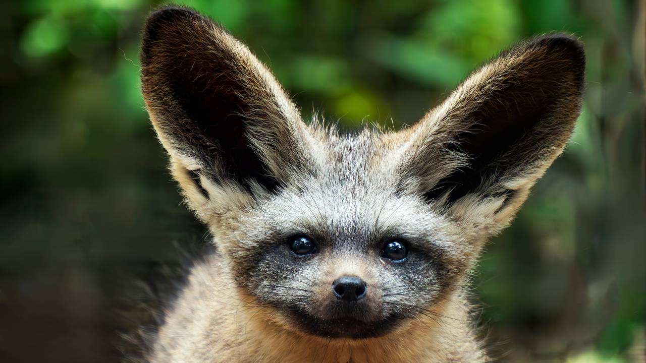 Een grootoorvos (foto: Beekse bergen/Mariska Vermij-van Dijk).