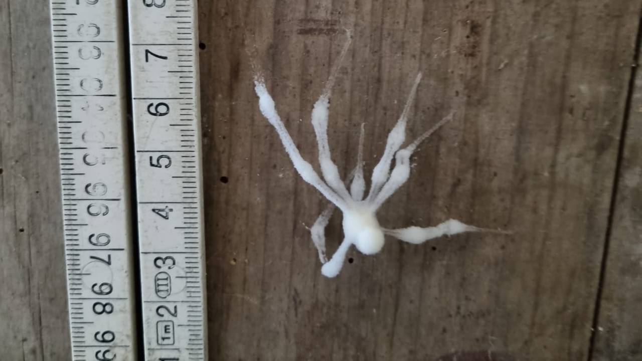 Gevonden in een oud varkenshokje een totaal dode witte spin, foto Nienke Das Verbeek