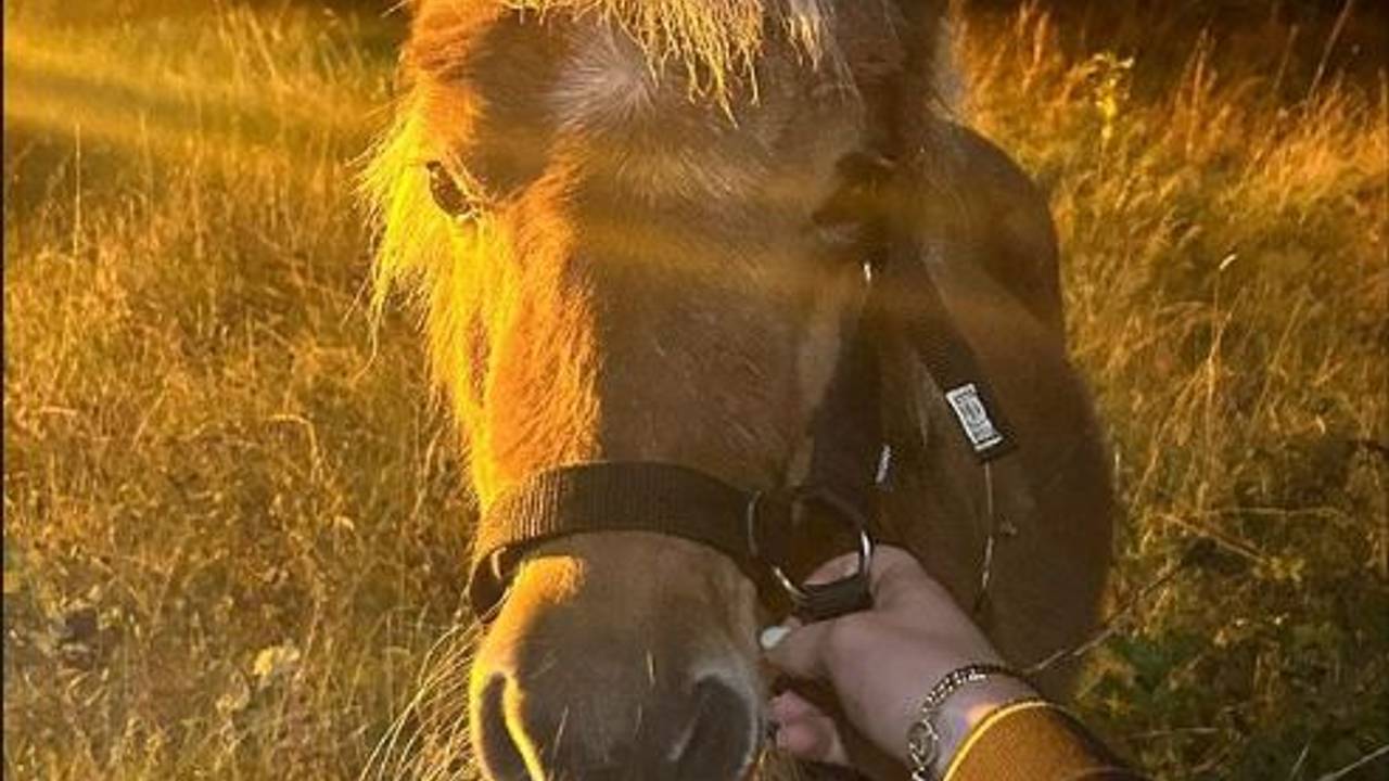 Foto: Instagram politie Best-Oirschot