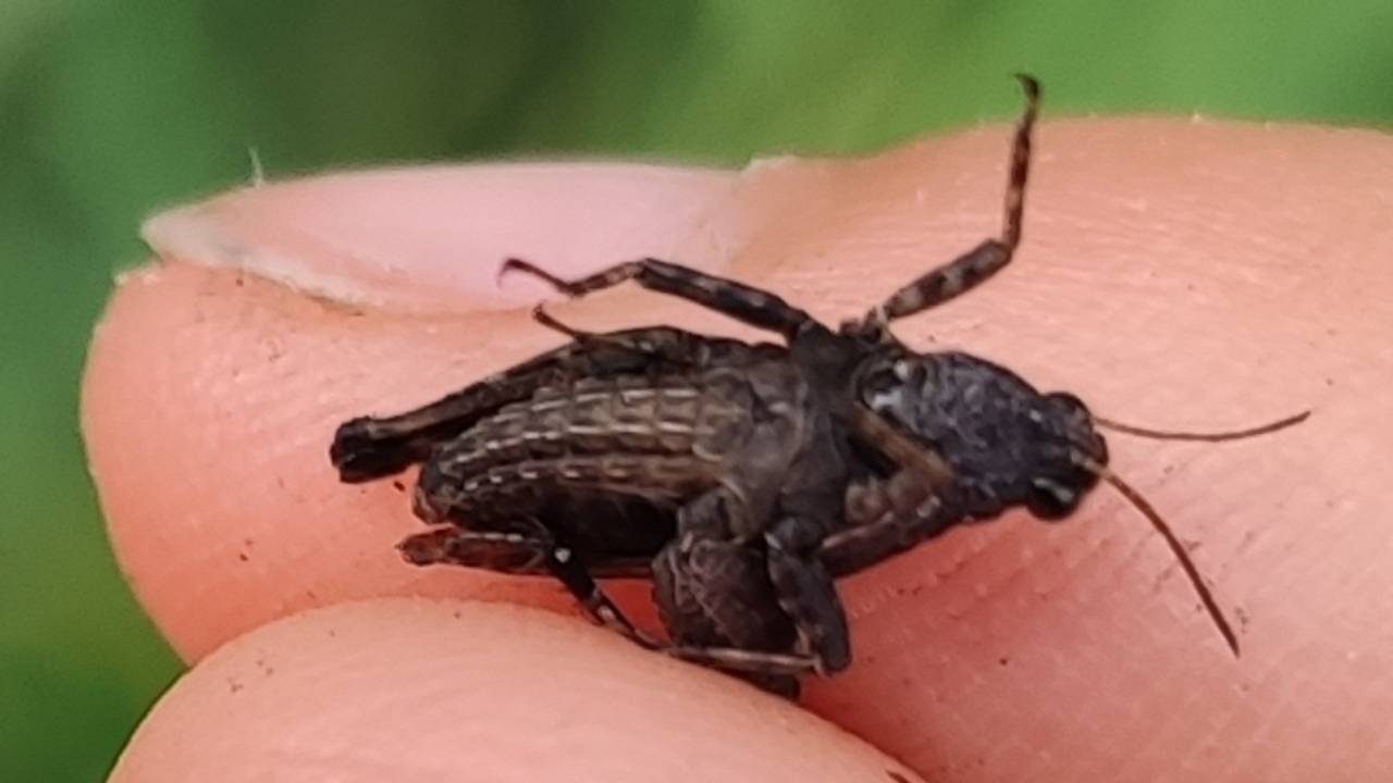 Het gewoon doorntje dat de zoon van Eefje vond (foto: Eefje Groot).