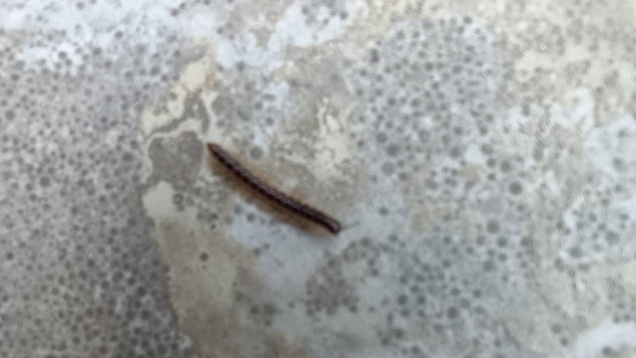 Een miljoenpoot heeft niet echt een miljoen pootjes (foto: Wiljan van der Linden)