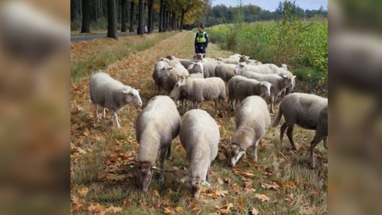 Foto: Instagram / politie meldkamer Oost-Brabant).