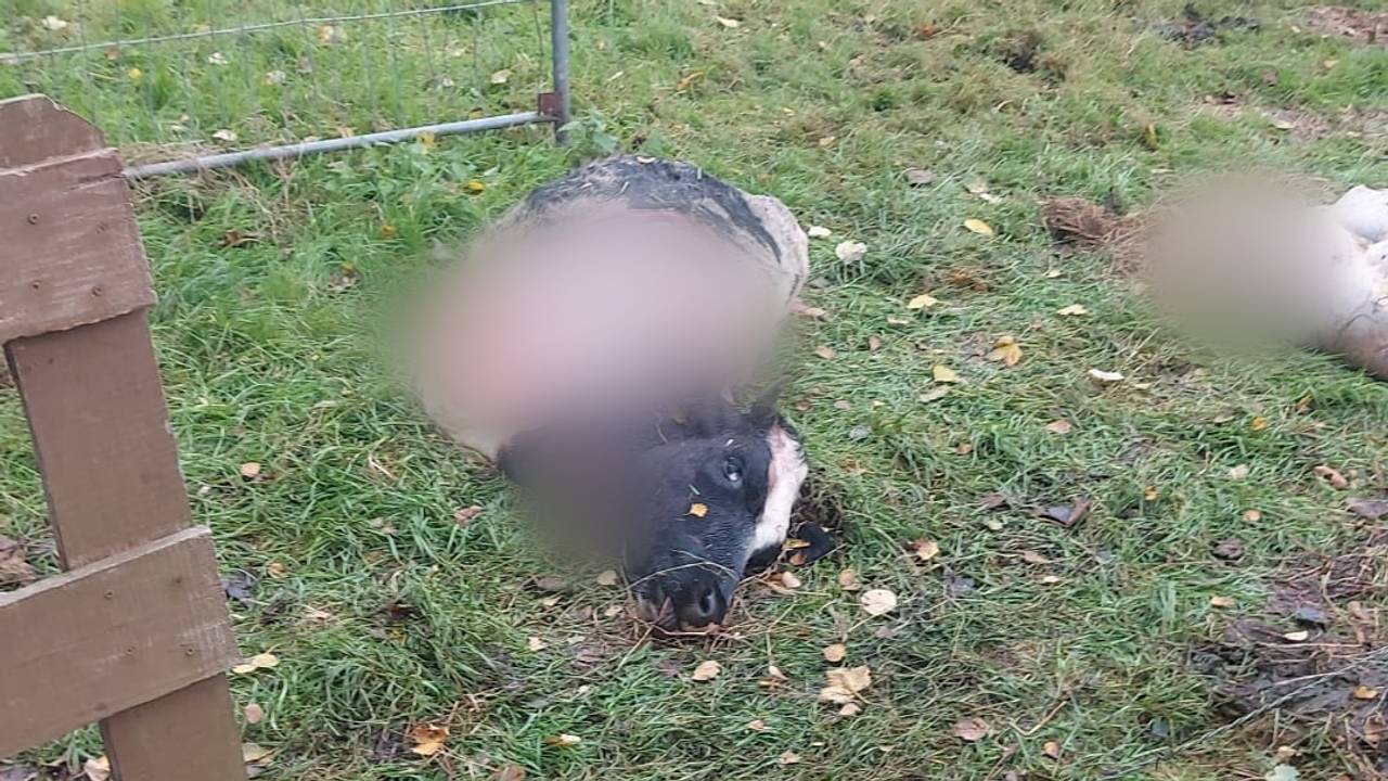 Farmer finds dead and mutilated calf in meadow: ‘Killed for meat’