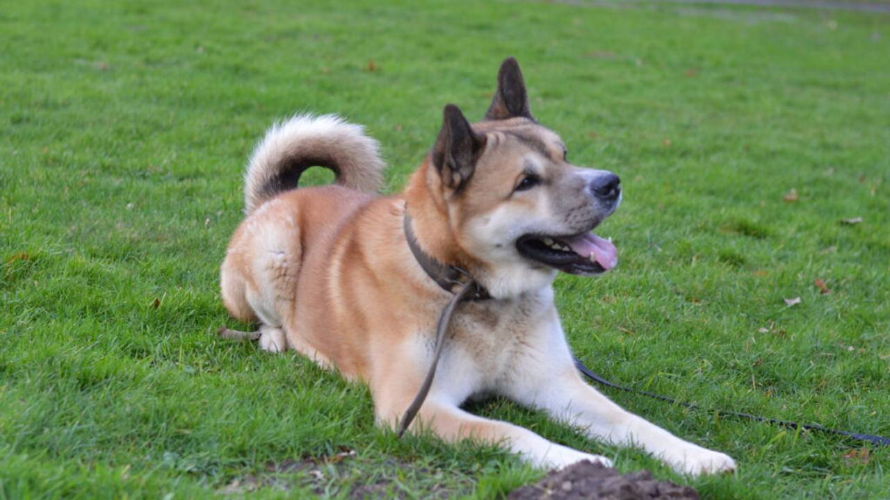 Hond Sushi uit de viral op TikTok (foto: Dierentehuis Den Bosch).