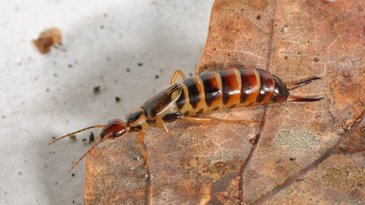 Diny had een parkoorworm aan haar vingers hangen, een kleine soort oorworm.