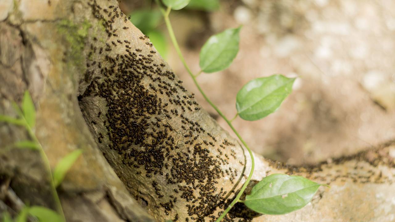 Een termietenkolonie in Indonesië (Foto: ANP).
