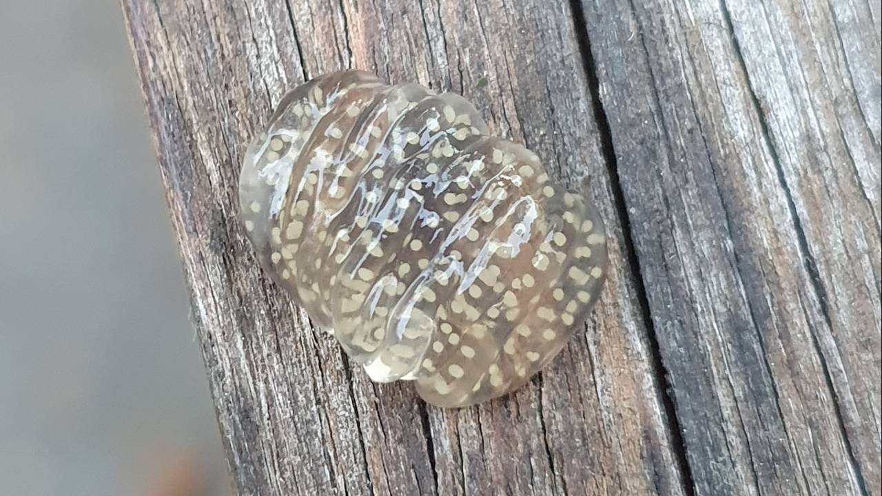 Gevonden aan de rand van de tafel buiten een slijmerig gelpakketje (Foto: Ingrid van Dijk).