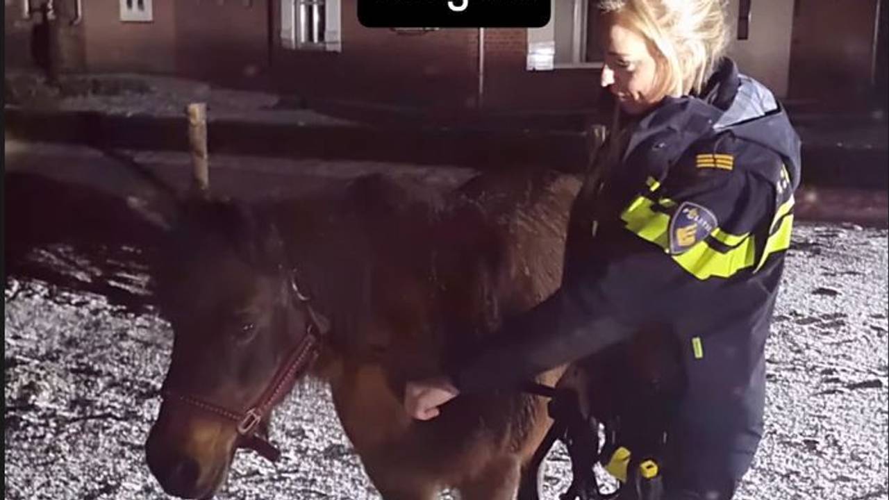 Loslopend paard (foto: Instagram / Politie Veldhoven Waalre)