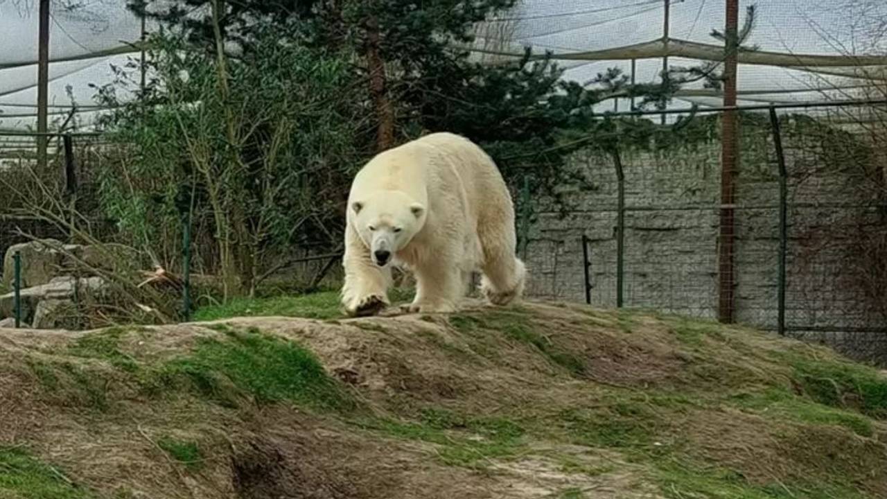 IJsbeer Wilbär (foto: Eindhoven Zoo).