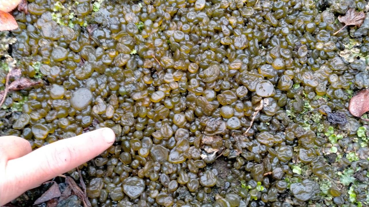 Sander vraagt zich af wat deze groene bolletjes precies zijn (Foto: Sander Castelijns).