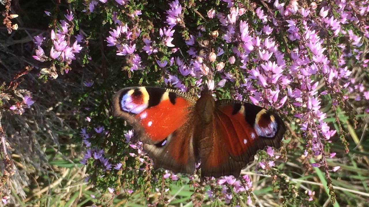 De dagpauwoog vóór zijn winterslaap (Foto: Frans Kapteijns).