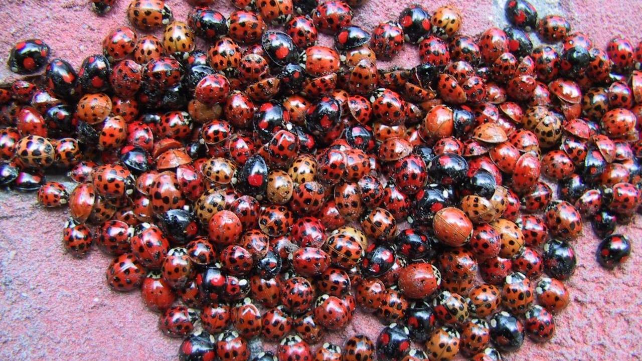 Lieveheersbeestjes meer meer stippen mogen 'vernietigd' worden. (Foto: Mia van Rooy)