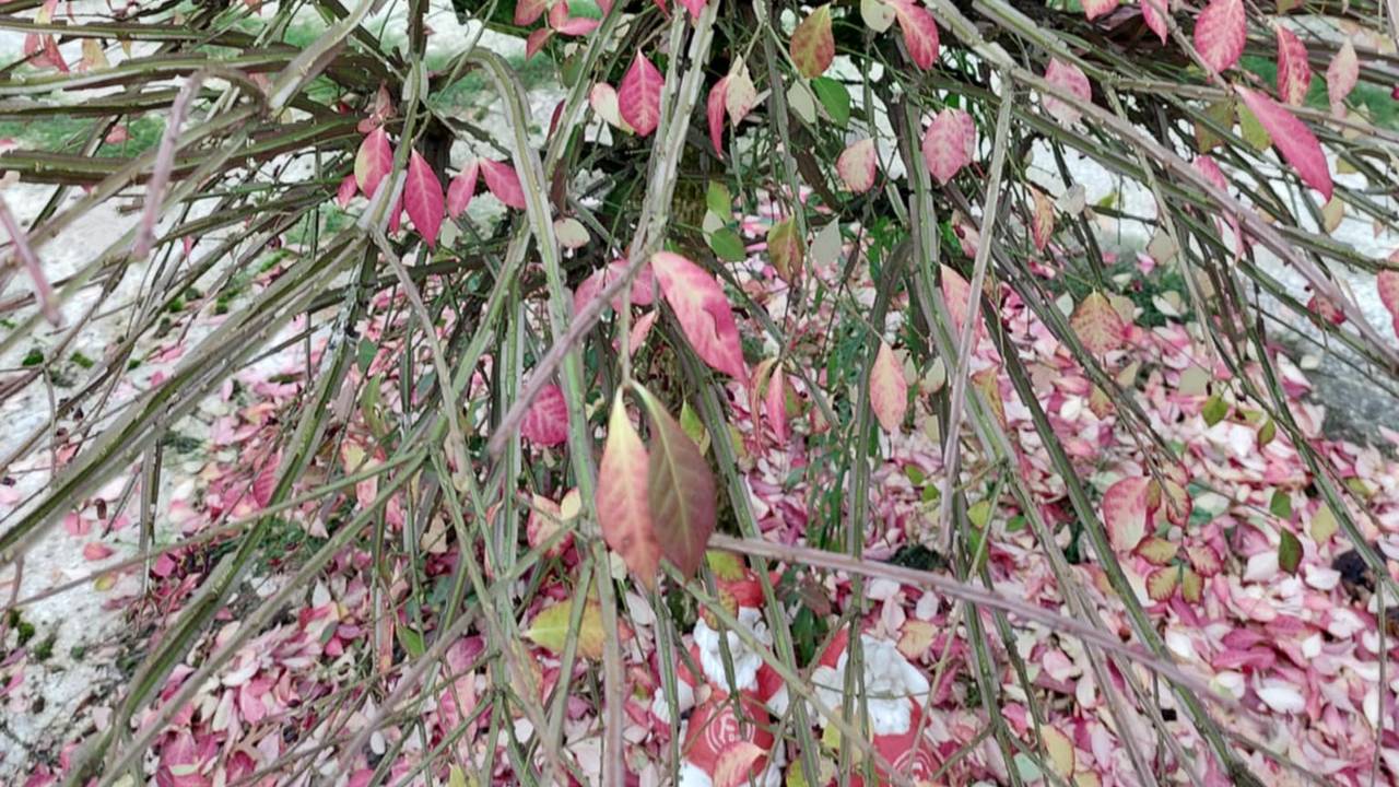 Mussen vernielen de kardinaalshoed van Suzanne (foto: Suzanne van Leeuwen).