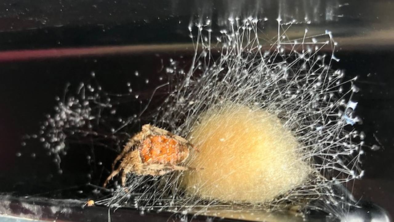 Deze kruisspin zit op een eicocon (foto: Paula Spruyt).