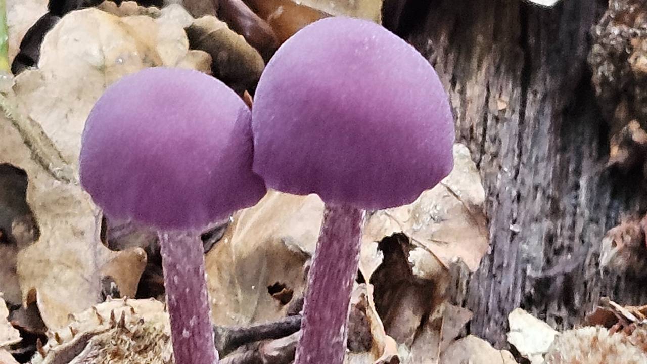 Amethistzwammen (foto: Ruud van der Valk).
