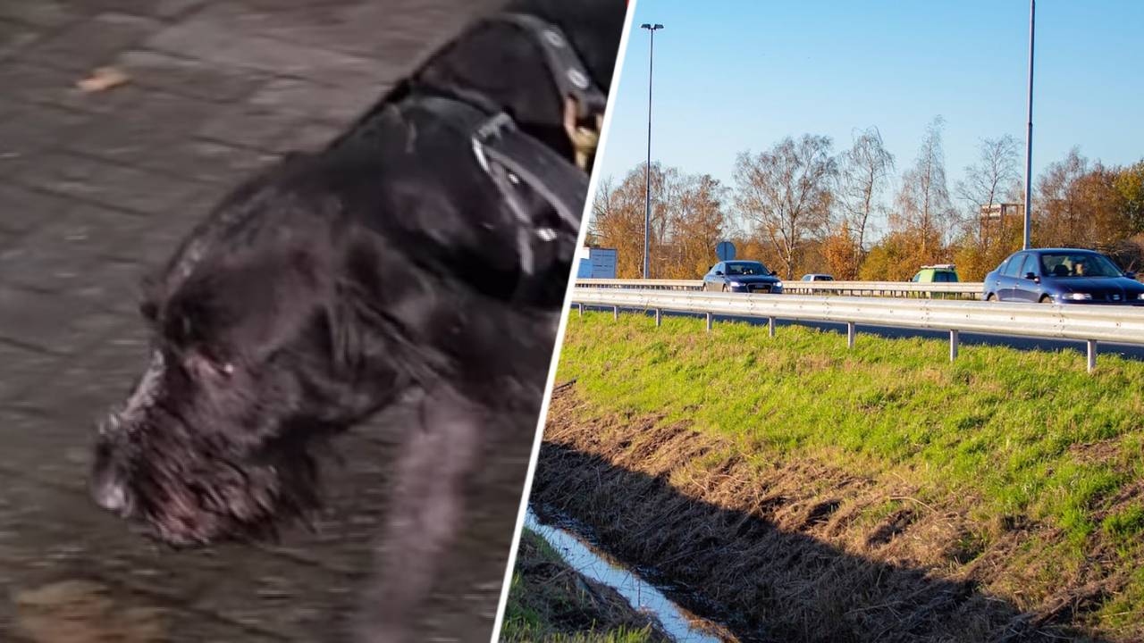 De hond is weer terecht (Foto: Instagram Politie Roosendaal / archieffoto)