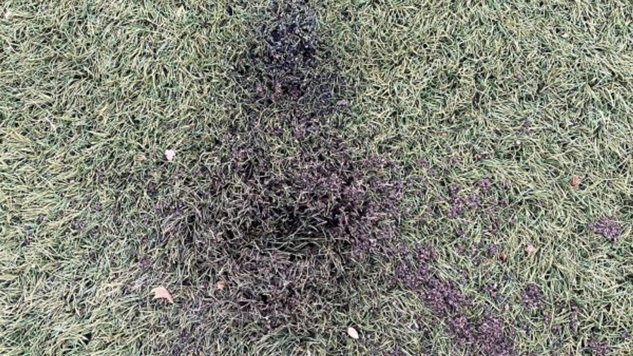 Foto: instagram @vvdevalk