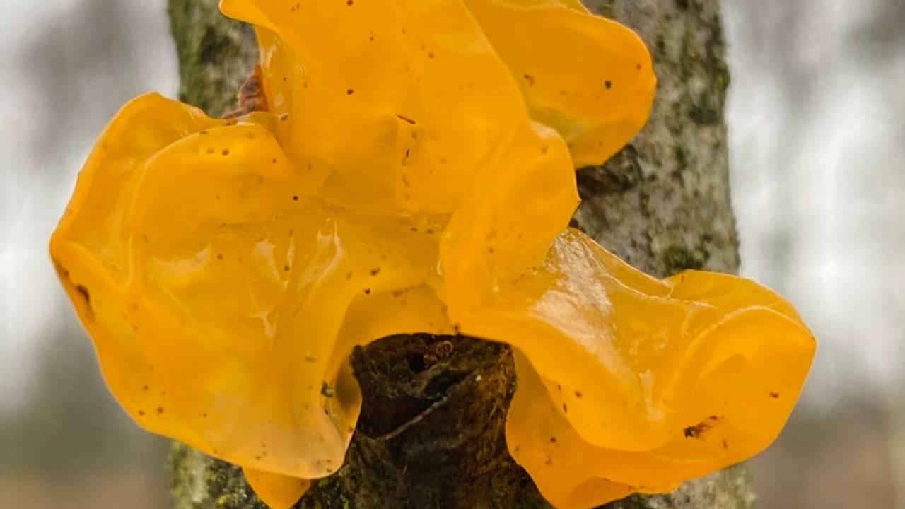 De gele trilzwam (Foto: Frans Kapteijns).