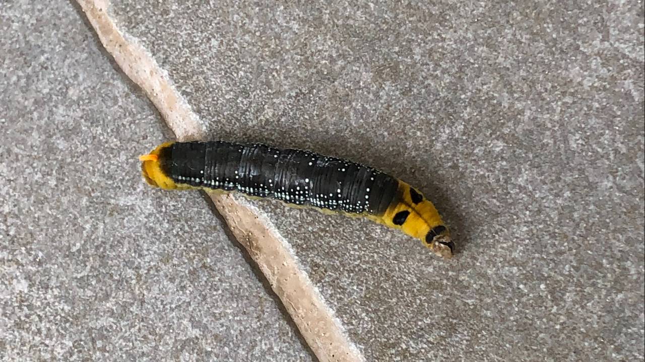 De bijzondere rups van een oleanderpijlstaart (foto: Marlies Schetters).