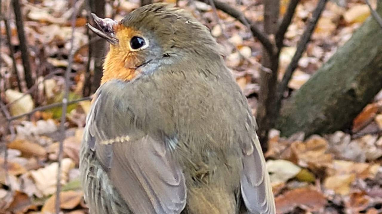 Een roodborstje met een vergroeide snavel (foto: Antje De Bruyn)