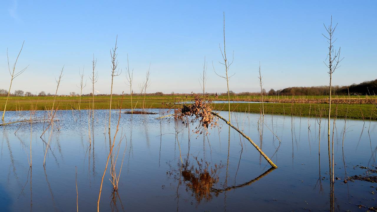 De jonge boompjes zijn helemaal omgeven door water (foto: Erald van der Aa).