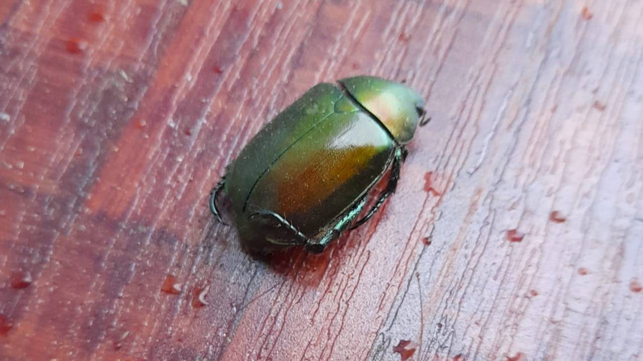 Gevonden in een zeecontainer een mooie dode kever, foto Cor Janse.
