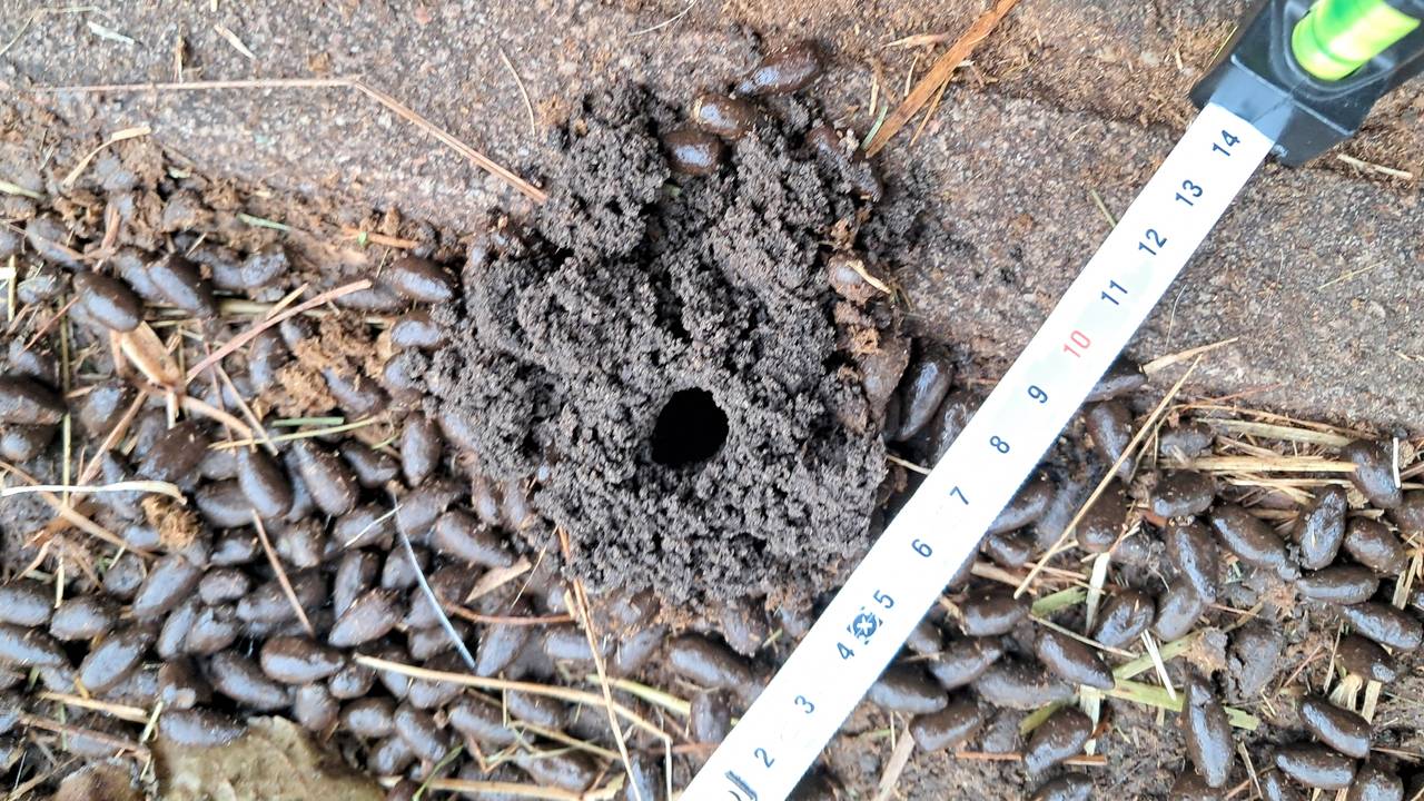 Wie maakt die gaten bij het geitenhok (foto: Angelique van Breukelen).