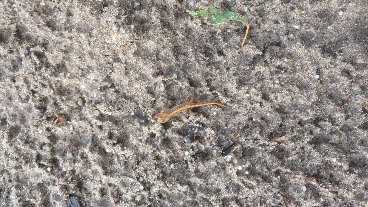 Jan vroeg zich af of deze salamander niet te vroeg uit zijn winterslaap is ontwaakt (foto: Jan Vingerhoeds).