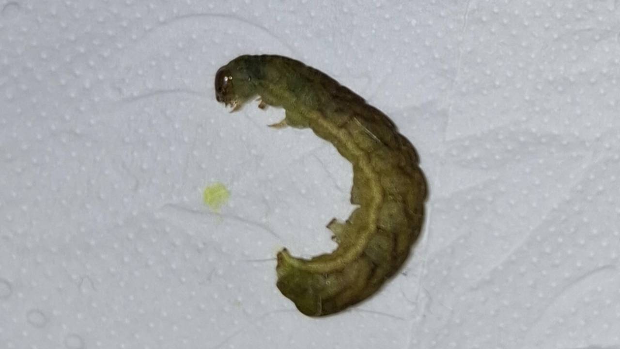 Zit deze rups in je moestuin dan zit jij in de hel en de rups in de hemel (foto: Jeroen en Ingrid)