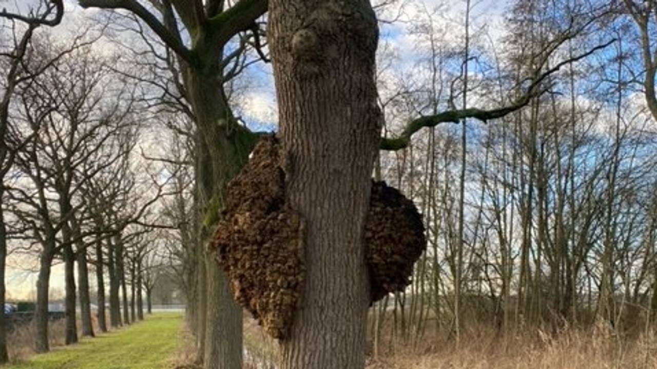 Wat is dit gekke aanhangsel? Frans weet het antwoord (foto: Loes Goossens).