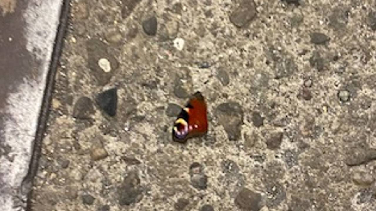 In een loods lagen stukjes vleugels van dagpauwogen (foto: Coen Geensen).