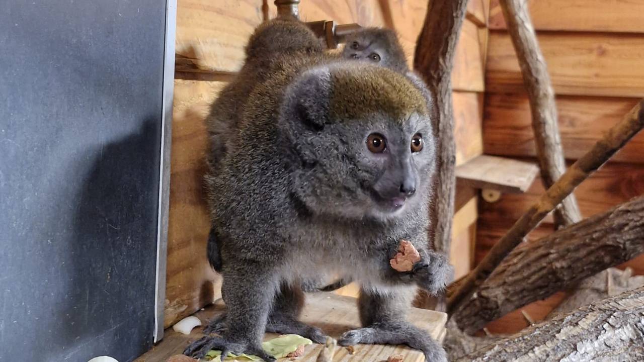 Foto: ZooParc Overloon.