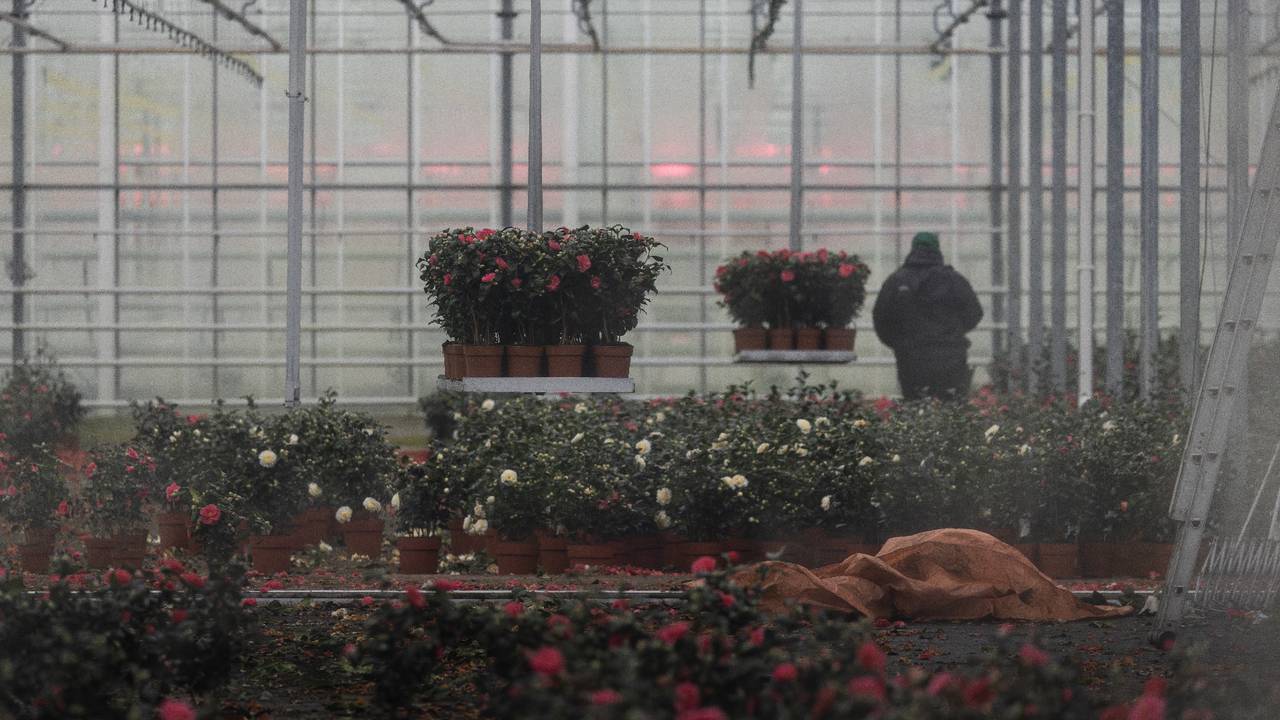 Een plantenkwekerij, het betreft niet een van de getroffen bedrijven in het artikel. (Foto: ANP).
