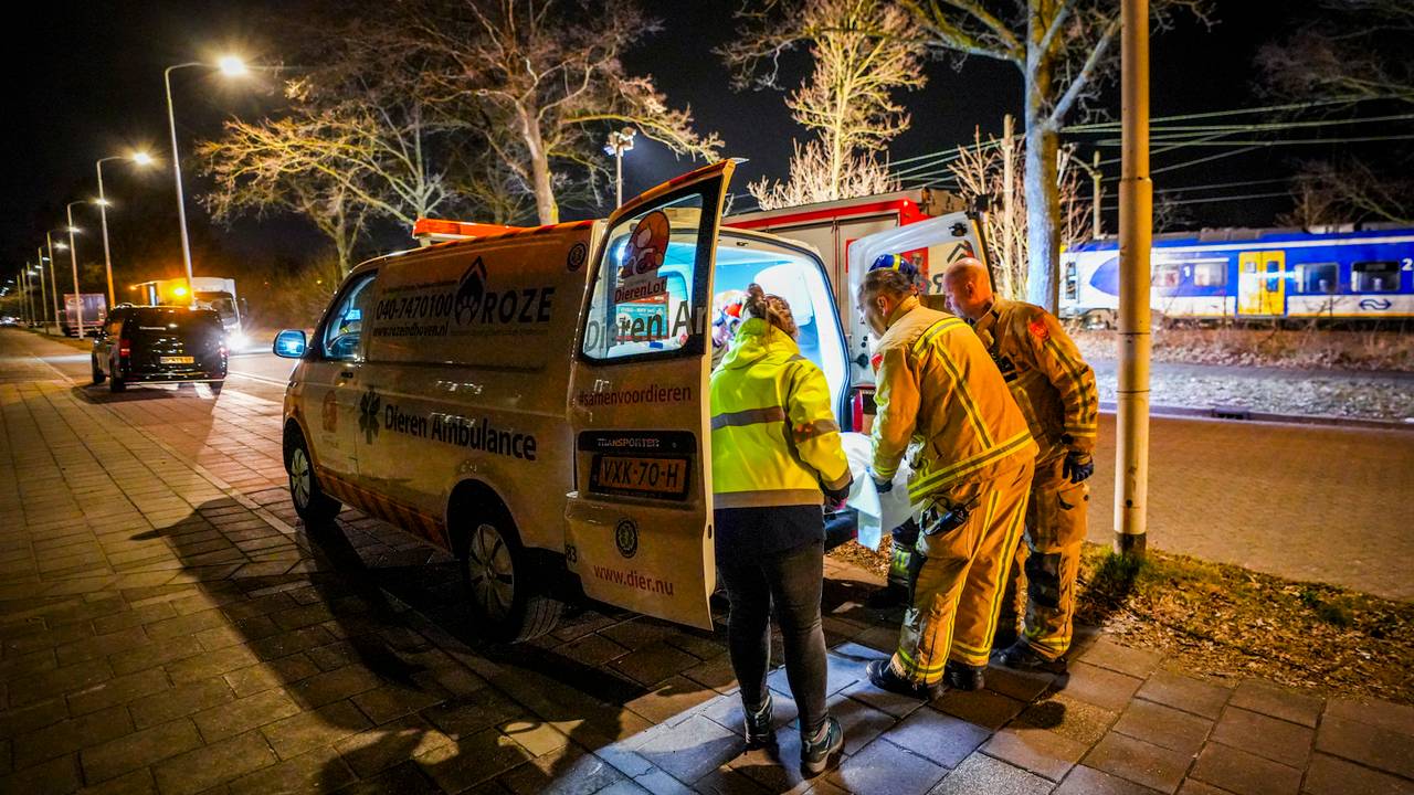 De Dierenambulance en de brandweer ontfermden zich over het dier (foto: SQ Vision).