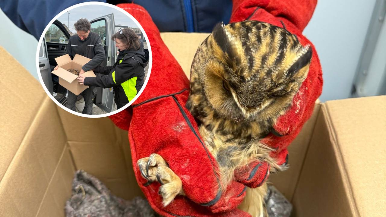 Het geredde ransuiltje (foto: Dierenambulance Den Bosch).