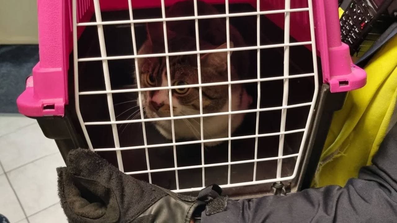 De kat maakt het goed (foto: politie Helmond).