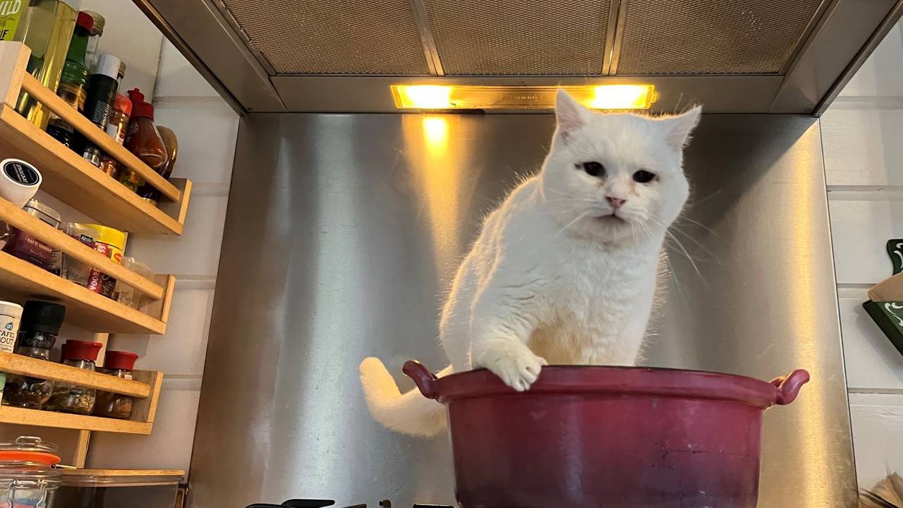 Poes Anna van het Katshuisch (foto: Arianne de Jong).