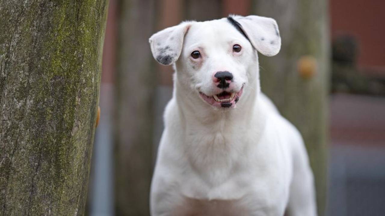 Pimmetje heeft een nieuwe baas (foto: DOC Breda).