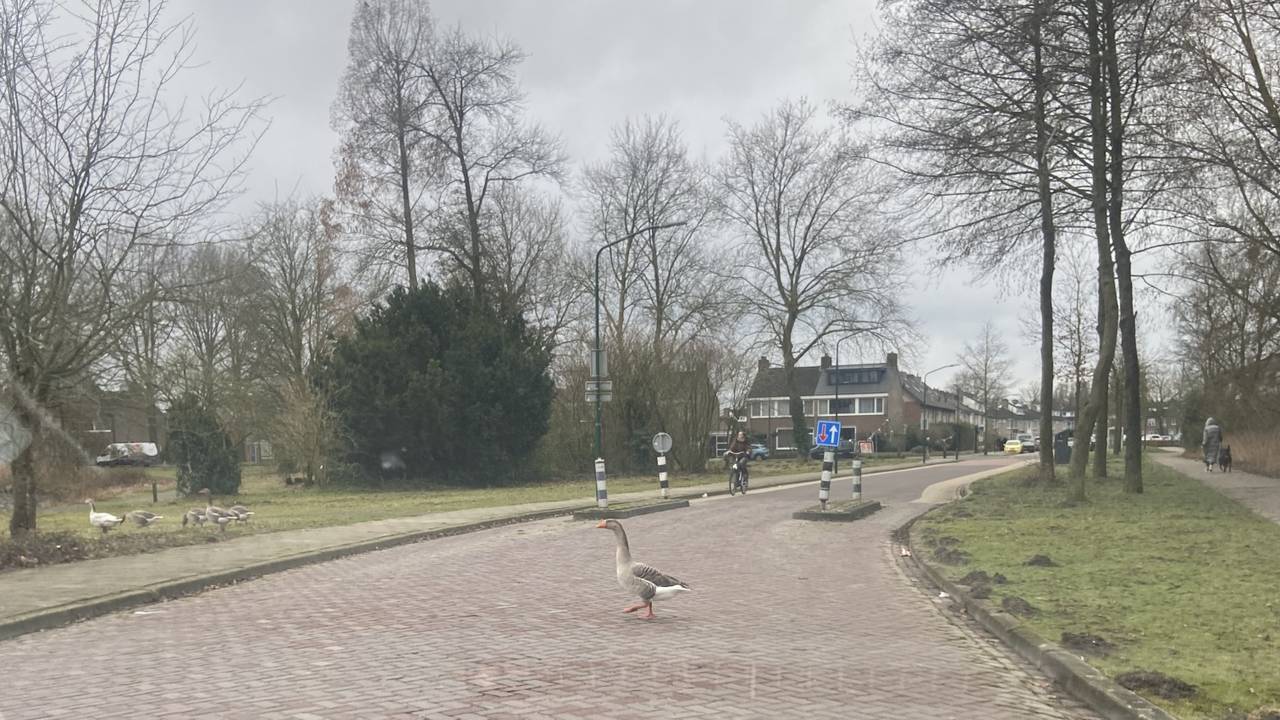 Mogelijke getuigen op straat in Ganzendonck (foto: Ilse Schoenmakers).