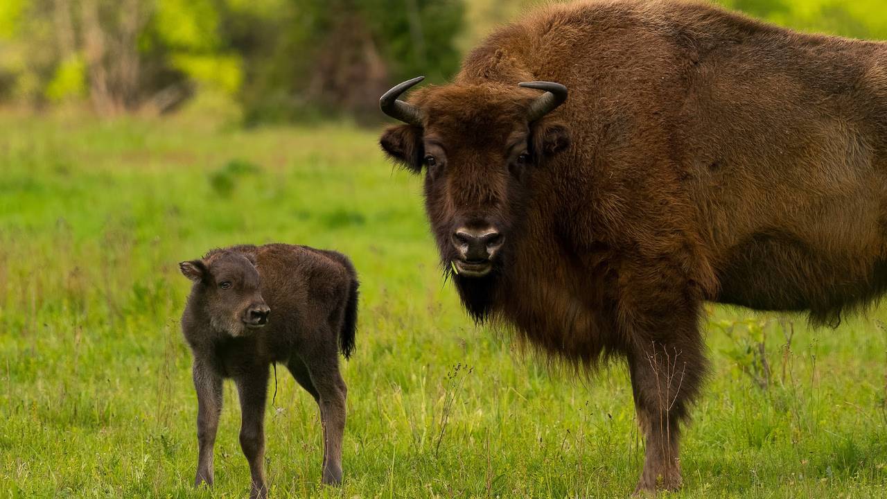 Foto: Arjen Boerman/FREE Nature