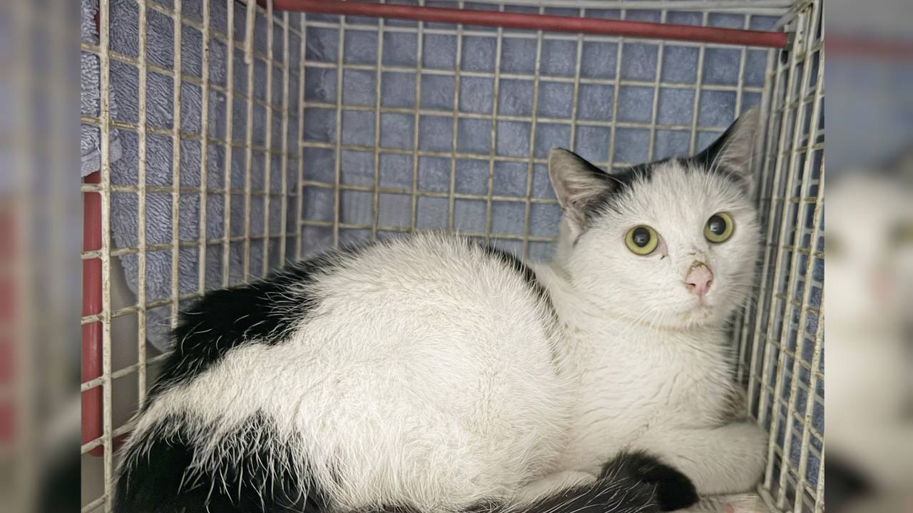 Het katje is bang en vermagerd na de lange reis. (Foto: Stichting Kitten Rescue Curaçao / Facebook).