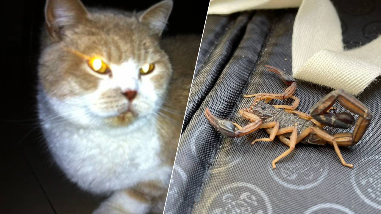 Kat Prince en een schorpioen maakten beide een flinke reis. (foto: Archief)